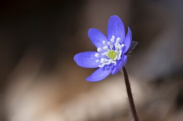 Spring medicinal flower Liverwort - Hepatica Nobilis