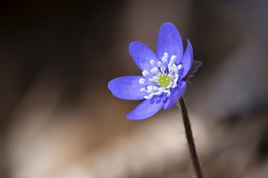 Spring medicinal flower Liverwort - Hepatica Nobilis