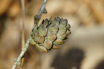 Dry pine cone from a larch tree