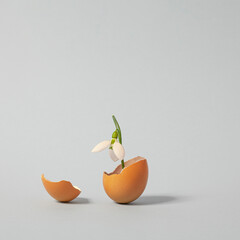 Fragile Snowdrop grows in a broken egg shell. A Spring Overture composition on pastel background.