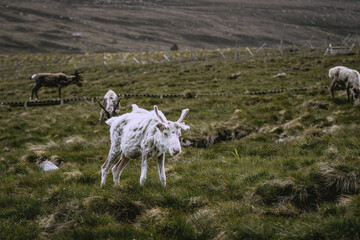 Fototapeta premium Reindeer shedding their seasonal coat