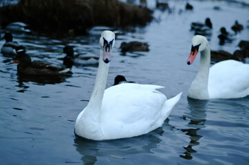 frozen river in winter, swans ducks and seagulls swim in the winter river