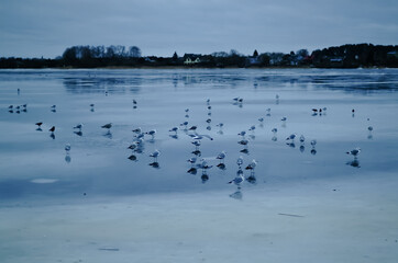 frozen river in winter, swans ducks and seagulls swim in the winter river
