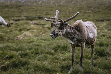 Shedding reindeer in reserve