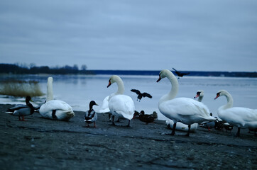 frozen river in winter, swans ducks and seagulls swim in the winter river