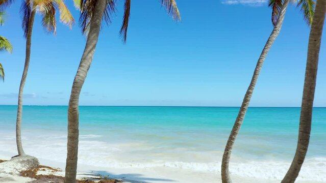 Beautiful postcard with a palm beach in the Dominican Republic. Sunny day on the tropical coast. Beautiful green palm trees against a bright blue cloudy sky. Journey to a tropical paradise.