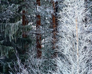 Frosted forest with different trees in winter