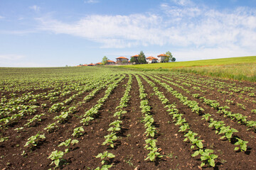 Agricultural field with young sunflower plants. Rows of sunflower seedlings. Agriculture concept....