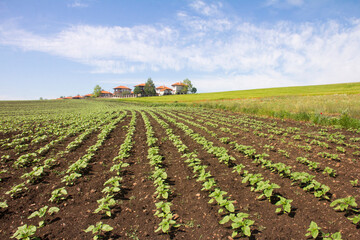 Fototapeta na wymiar Agricultural field with young sunflower plants. Rows of sunflower seedlings. Agriculture concept. Raw material for vegetable oil. Rural landscape.