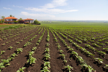 Agricultural field with young sunflower plants. Rows of sunflower seedlings. Agriculture concept....
