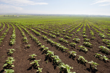 Agricultural field with young sunflower plants. Rows of sunflower seedlings. Agriculture concept....