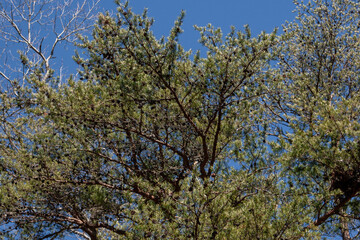 Pinecones on a tree