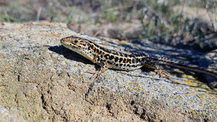 A lizard basking in the sun