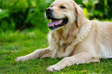 A happy looking golden retriever dog in a grassy backyard