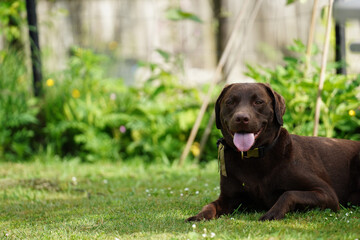 A chocolate labrador sitting in a grassy backyard