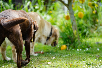 Fototapeta premium A chocolate labrador and golden retriever fetching a toy together