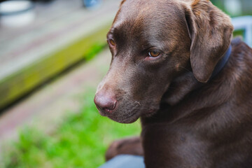 A chocolate labrador looking away from the camera in a backyard