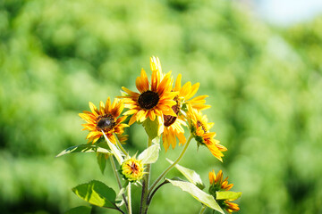 Colorful Little Becka (helianthus annuus) sunflower in full bloom