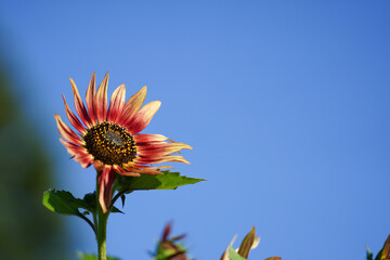 Colorful Ms Mars (helianthus annuus) sunflower in full bloom