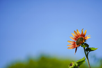Colorful Ms Mars (helianthus annuus) sunflower in full bloom