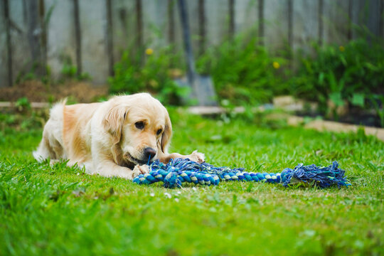 A golden retriever playing with a rope toy on grass