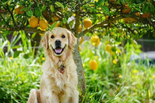 A happy looking golden retriever sitting under a lemon tree