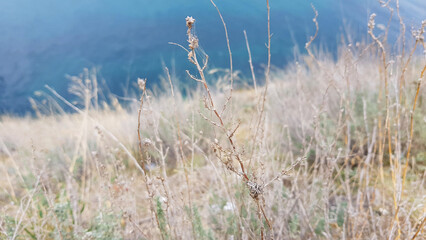 A lone dry plant on the hill near the sea