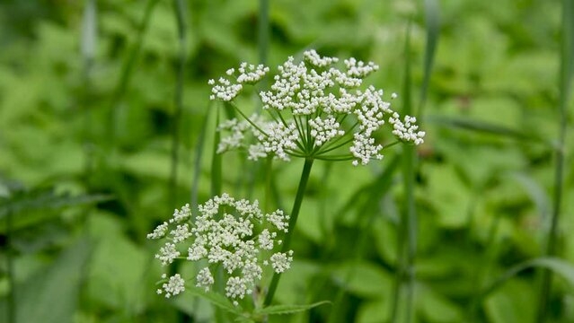 Aethusa cynapium (fools parsley, fools cicely, or poison parsley) is an annual or biennial herb in plant family Apiaceae, genus Aethusa, native to Europe, western Asia, and northwest Africa. High