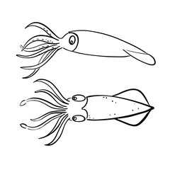 Vector illustration of calamars