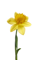 Fototapeta na wymiar Spring yellow daffodil flower isolated on white background.