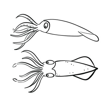 Vector illustration of calamars