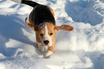 beagle puppy in the snow