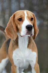 beagle dog portrait