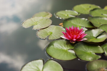 Pink water water lily with green water lilies or lotus flower Perry's in garden pond. Close-up of Nymphaea reflected on green water against sun. Flower landscape with copy space. Selective focus