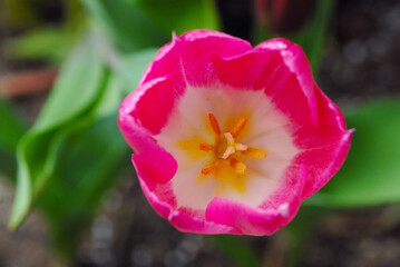 ピンクのチューリップ