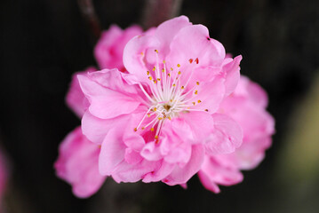 ピンクの花