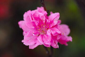 Fototapeta premium ピンクの花