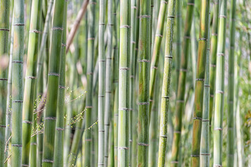 Kyoto, Japan Arashiyama bamboo grove forest park garden with closeup abstract pattern of many stalks plants on sunny spring day with nobody