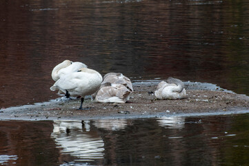 A family of Trumpeter Swans resting on a small island in the middle of the lake.