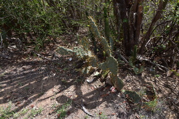 Succulents or cacti (cactus) and other vegetation in Fort Hamilton, Bequia, St. Vincent and the Grenadines