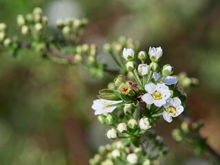 flowers of a cherry
