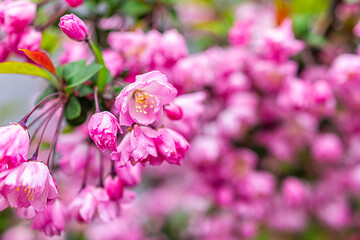 Cherry blossom sakura tree closeup of branch in spring with blooming pink vibrant color petals in garden with bokeh blurry background in Tokyo, Japan