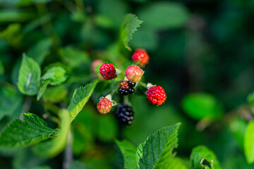 Black and red ripe blackberries group cluster of berries ripening on plant bush garden farm macro closeup of fruit and leaves with bokeh blurry background