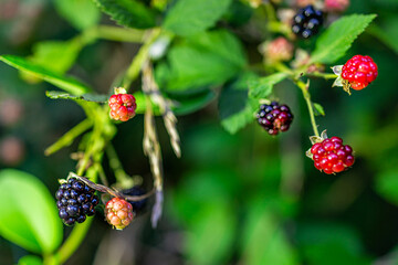 Black red ripe and unripe blackberries group of berries hanging on plant bush garden farm macro closeup of fruit and leaves with bokeh blurry background