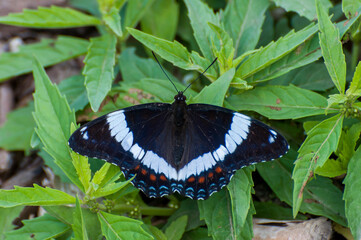 White Admiral butterfly, sunning on the grass.