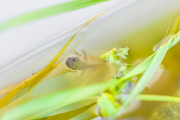 Closeup macro of one single Virginia treefrog tadpole swimming in aquarium with feet on plastic...