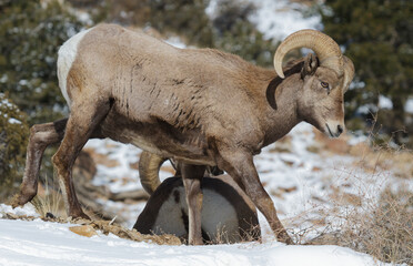 Colorado Rocky Mountain Bighorn Sheep