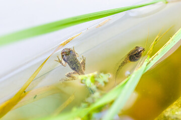 Closeup macro of two small Virginia treefrog tadpoles swimming in aquarium with feet on plastic...