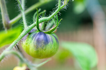 Macro closeup of one unripe heirloom black tomato hanging growing on plant vine in garden with hairy stem and bokeh background