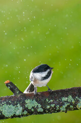 Black-capped Chickadee in an early fall rain on lichen covered branch